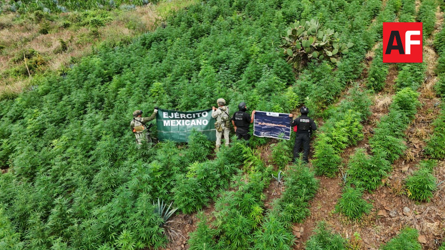 Destruyen más de 13 mil plantas de aparente marihuana en Tequila, Jalisco3