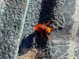 Colima registra 55 casos activos y 443 acumulados de Gusano Barrenador del Ganado; refuerzan estrategia nacional de combate