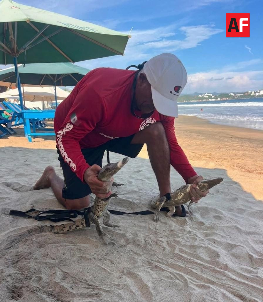 Hasta 10 cocodrilos han sido asegurados en zona de playa en Manzanillo4