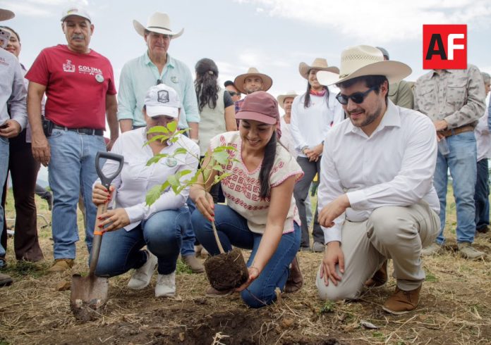 Indira Vizcaíno Silva, jornada de reforestación en Cuauhtémoc, Colima1
