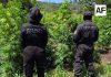 Localizan en Tequila Jalisco dos plantíos y un secadero con 33 mil plantas de aparente marihuana
