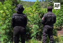 Localizan en Tequila Jalisco dos plantíos y un secadero con 33 mil plantas de aparente marihuana