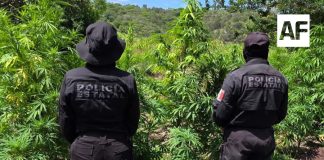 Localizan en Tequila Jalisco dos plantíos y un secadero con 33 mil plantas de aparente marihuana