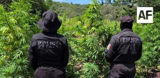 Localizan en Tequila Jalisco dos plantíos y un secadero con 33 mil plantas de aparente marihuana