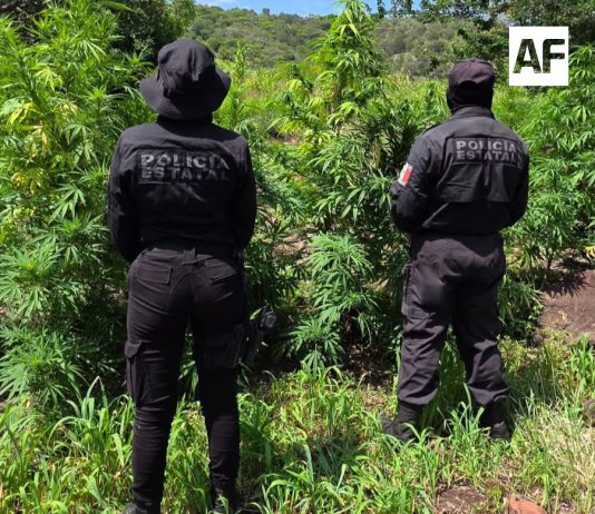 Localizan en Tequila Jalisco dos plantíos y un secadero con 33 mil plantas de aparente marihuana