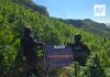 Policía de Jalisco destruye 360 mil plantas de marihuana en Tequila