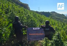 Policía de Jalisco destruye 360 mil plantas de marihuana en Tequila