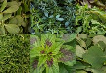 Quelites, tesoro de la gastronomía mexicana: en el país se consumen más de 350 especies, ¿tú los has probado?