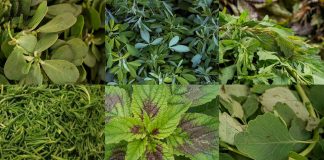 Quelites, tesoro de la gastronomía mexicana: en el país se consumen más de 350 especies, ¿tú los has probado?