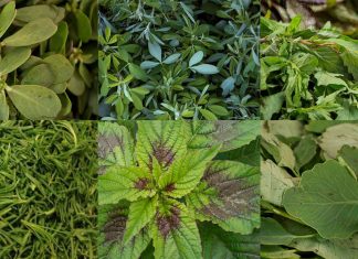 Quelites, tesoro de la gastronomía mexicana: en el país se consumen más de 350 especies, ¿tú los has probado?