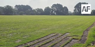 Tlaquepaque se consolida como principal productor de pasto en rollo del país