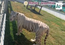 Aseguran 135 animales exóticos, diésel y armas durante cateos en Tamaulipas