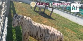 Aseguran 135 animales exóticos, diésel y armas durante cateos en Tamaulipas