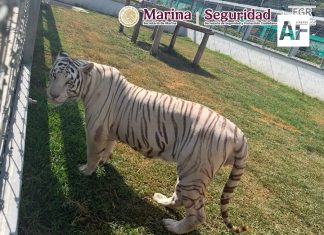 Aseguran 135 animales exóticos, diésel y armas durante cateos en Tamaulipas