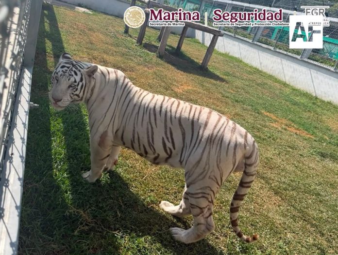 animales4