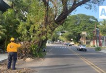 Intervendrá Ayuntamiento árbol que representa riesgo en Calzada Galván