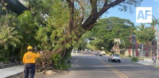 Intervendrá Ayuntamiento árbol que representa riesgo en Calzada Galván