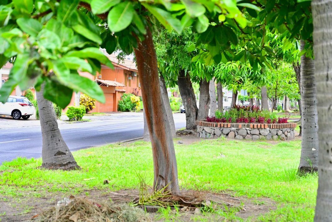 ayuntamiento de colima remosamiento de camellones
