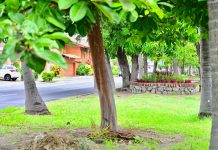 Trabajar día a día por embellecer la ciudad siempre es una satisfacción, dice Riult Rivera