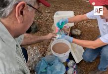 Más de 600 mil trampas artesanales capturan 16 millones de moscas del gusano barrenador en México