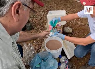 Más de 600 mil trampas artesanales capturan 16 millones de moscas del gusano barrenador en México