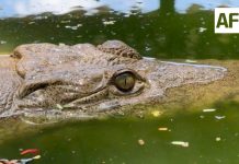 Lluvias arrastran cocodrilos a playas de Manzanillo; detectan alrededor de 10 ejemplares