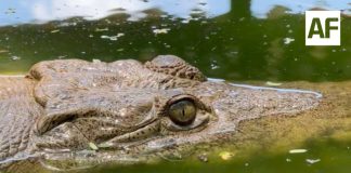 Lluvias arrastran cocodrilos a playas de Manzanillo; detectan alrededor de 10 ejemplares