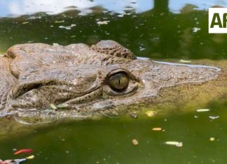Lluvias arrastran cocodrilos a playas de Manzanillo; detectan alrededor de 10 ejemplares