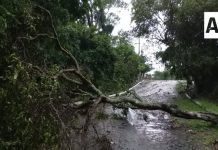 Lluvias y fuertes vientos dejan árboles caídos y afectaciones en Comala