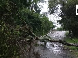 Lluvias y fuertes vientos dejan árboles caídos y afectaciones en Comala