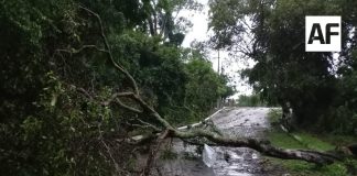 Lluvias y fuertes vientos dejan árboles caídos y afectaciones en Comala