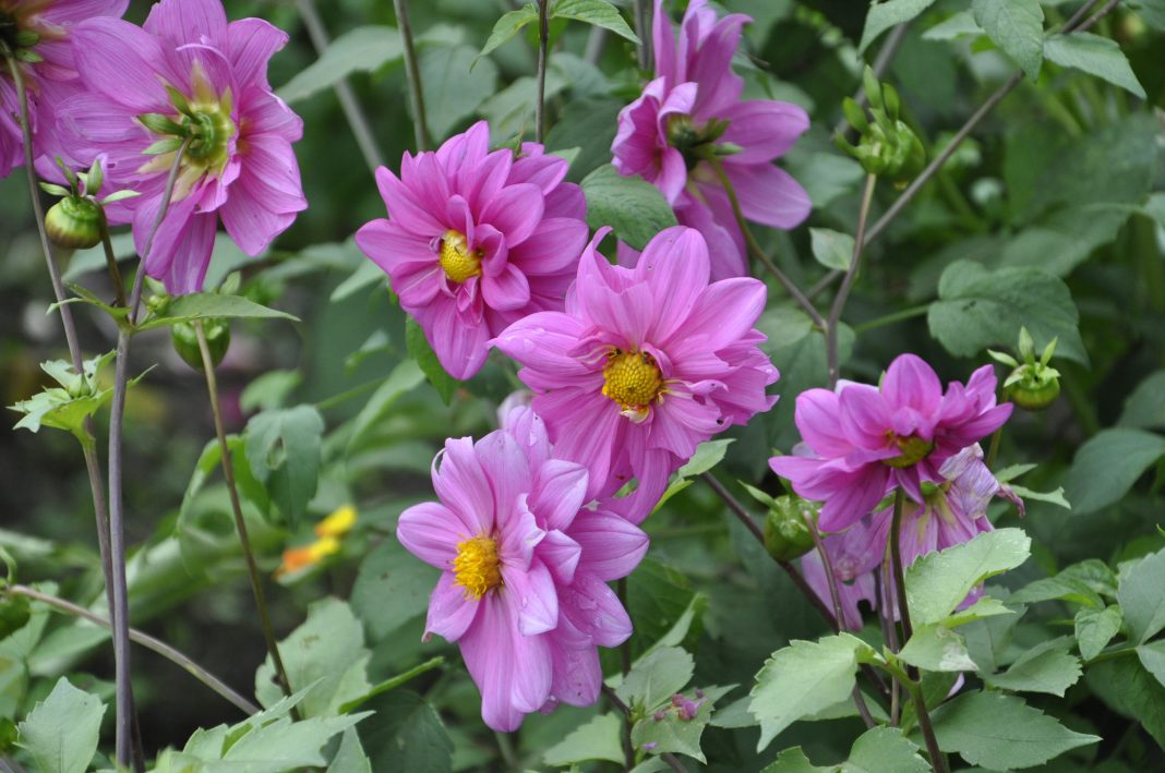flor dalia _01