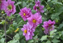 Dalia: la flor nacional de México que también se come y aporta beneficios para la salud