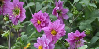 Dalia: la flor nacional de México que también se come y aporta beneficios para la salud