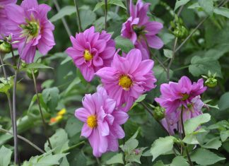 Dalia: la flor nacional de México que también se come y aporta beneficios para la salud
