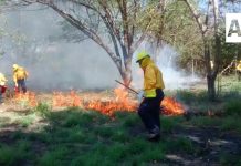 Brigadistas colimenses combatirán incendios forestales en Canadá, informa Subseder