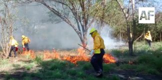 Brigadistas colimenses combatirán incendios forestales en Canadá, informa Subseder