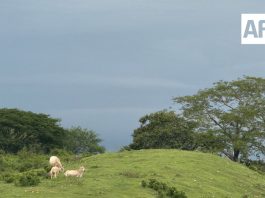 Lluvias muy fuertes y oleaje de hasta 2 metros se prevén este martes en Colima
