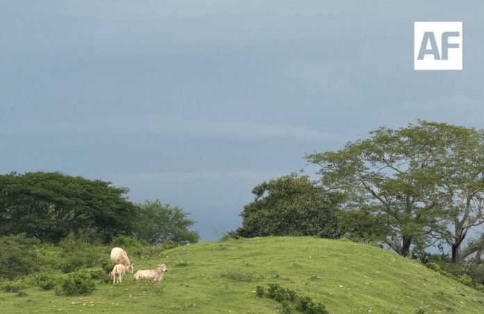 nublado-vacas1