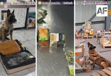 Max IV, binomio canino del AICM, logra dos aseguramientos de droga en un mismo día