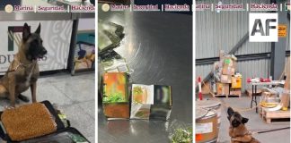 Max IV, binomio canino del AICM, logra dos aseguramientos de droga en un mismo día