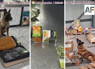 Max IV, binomio canino del AICM, logra dos aseguramientos de droga en un mismo día