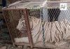 Profepa asegura tigre de Bengala y cocodrilo de pantano en Ciudad Juárez
