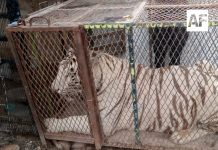 Profepa asegura tigre de Bengala y cocodrilo de pantano en Ciudad Juárez