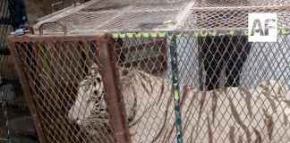 Profepa asegura tigre de Bengala y cocodrilo de pantano en Ciudad Juárez