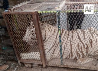 Profepa asegura tigre de Bengala y cocodrilo de pantano en Ciudad Juárez