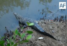 Puerto Vallarta realizará primer Festival de los Cocodrilos para promover su conservación
