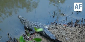 Puerto Vallarta realizará primer Festival de los Cocodrilos para promover su conservación