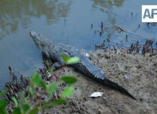 Puerto Vallarta realizará primer Festival de los Cocodrilos para promover su conservación