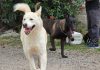 Tlaquepaque realizará jornada de adopción para dar hogar a perros y gatos